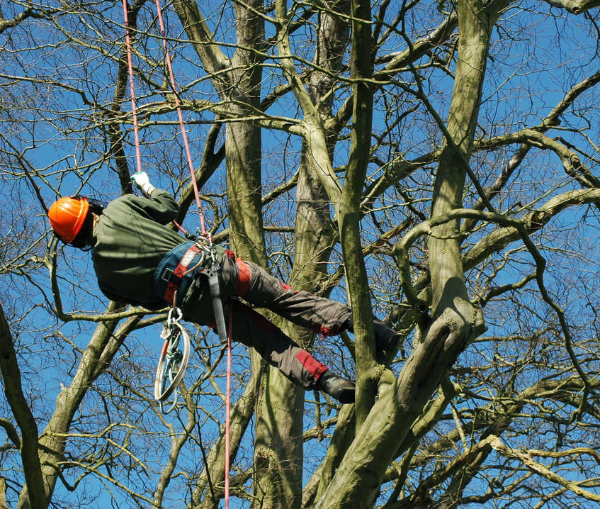 Tree reduction service Chesterfield Derbyshire